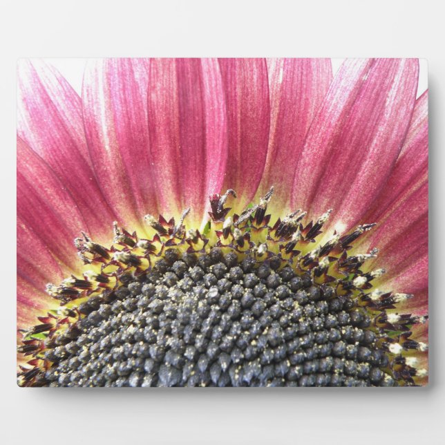 Schöne rosa Sonnenblume Plaque Fotoplatte (Vorderseite)