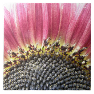 Schöne rosa Sonnenblumenkeile Fliese