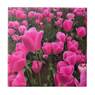 Schöne rosa Tulips, Oregon Fliese