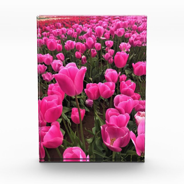 Schöne rosa Tulips, Oregon Fotoblock (Vorderseite)