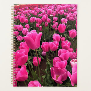 Schöne rosa Tulips, Oregon Planer