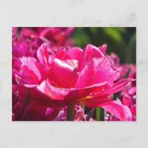 Schöne rosa Tulpe Nahaufnahme DIY-Postkarte Postkarte