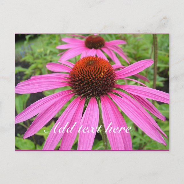 schöne rosa violette Blumen Postkarte (Vorderseite)