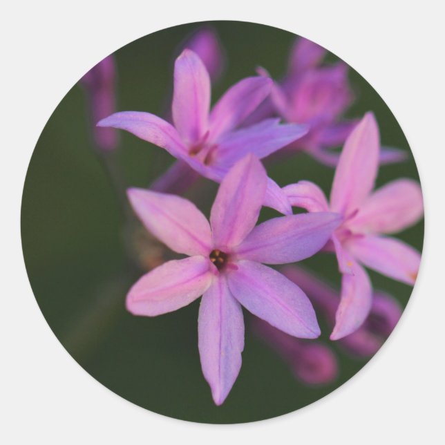 Schöne Rosa-violette Blütenaufkleber Runder Aufkleber (Vorderseite)