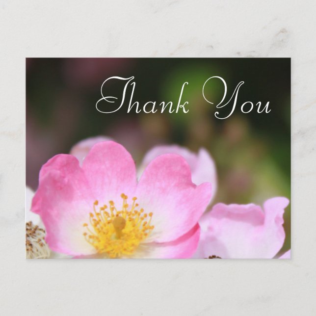 schöne rosa wilde Rose Blume Hochzeit danke Postkarte (Vorderseite)