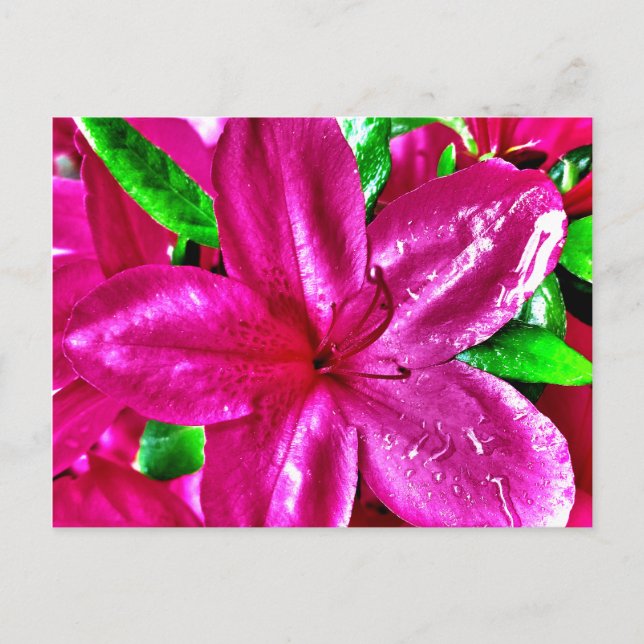 Schöne rosafarbene Azalea Postkarten (Vorderseite)