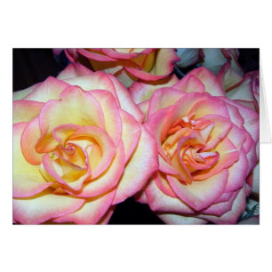 Schöne Rose