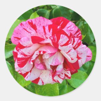 Schöne Rose #2 Runder Aufkleber