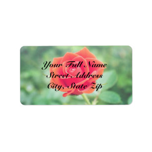 Schöne Rose Adressaufkleber