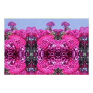 Schöne Rose Blume Poster