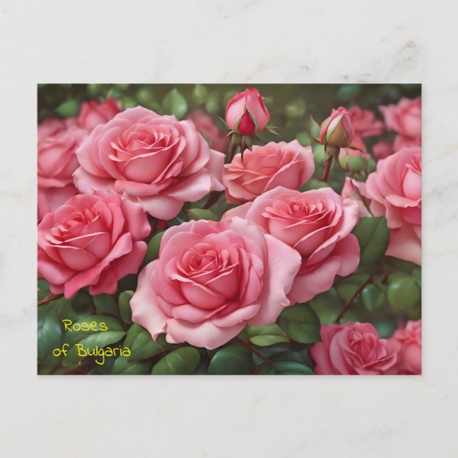 Schöne Rose Bulgariens Postkarte (Vorderseite)