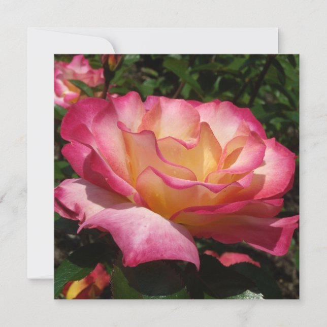 Schöne Rose Einladung (Vorderseite)