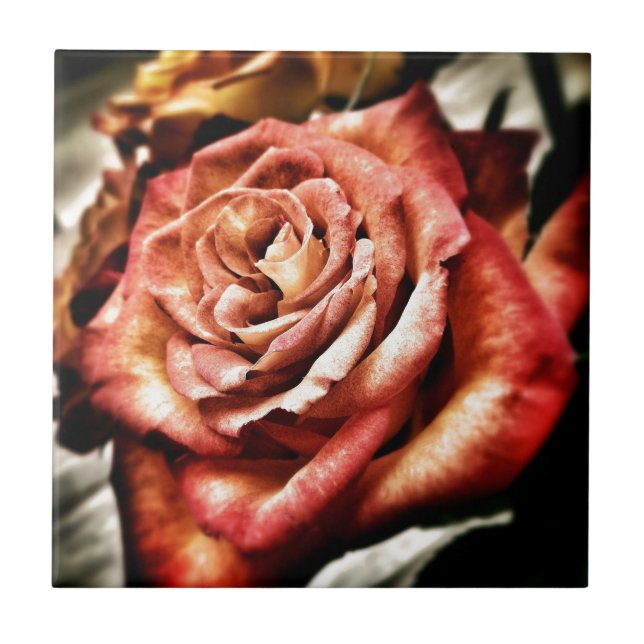 Schöne Rose Fliese (Vorderseite)