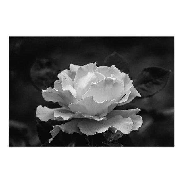 Schöne Rose in Schwarz-Weiß-Blume Fotodruck (Vorne)