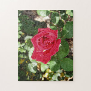 Schöne Rose Jigsaw Puzzle