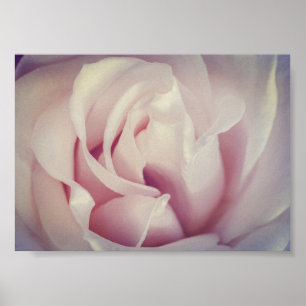 Schöne Rose Lavender Pink Blume Archiv Poster