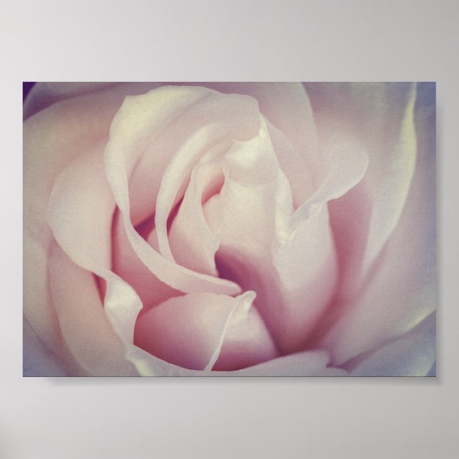 Schöne Rose Lavender Pink Blume Archiv Poster (Vorne)