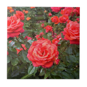 Schöne Rose, Portland, Oregon Fliese