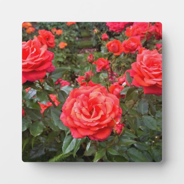 Schöne Rose, Portland, Oregon Fotoplatte (Vorderseite)