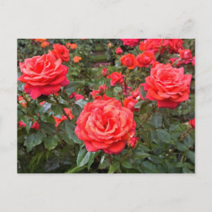 Schöne Rose, Portland, Oregon Postkarte