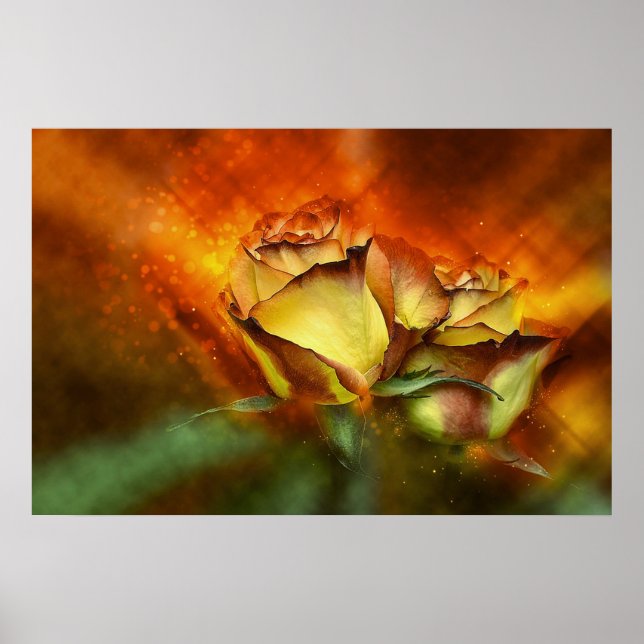 Schöne Rose Poster (Vorne)