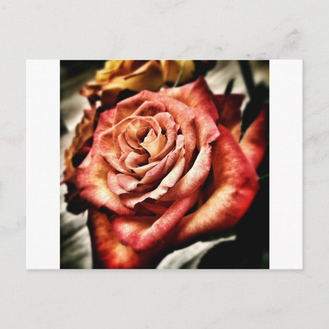 Schöne Rose Postkarte (Vorderseite)