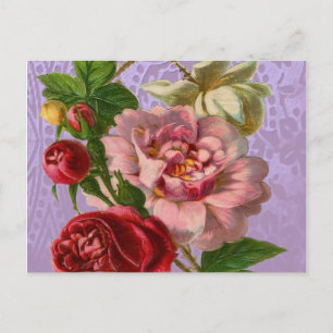 Schöne Rose Postkarte