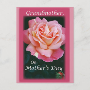 Schöne Rose Postkarte