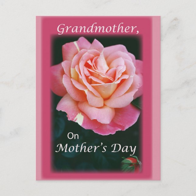 Schöne Rose Postkarte (Vorderseite)