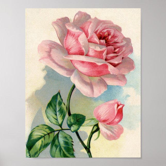 Schöne Rose Rosa 8.5x11 Poster ungerahmt (Vorne)