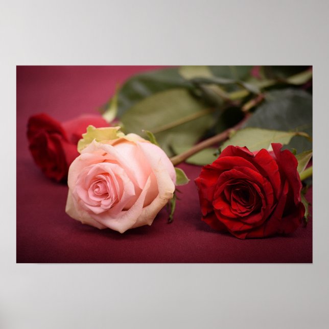 Schöne Rot und Rosa Rosen Poster (Vorne)