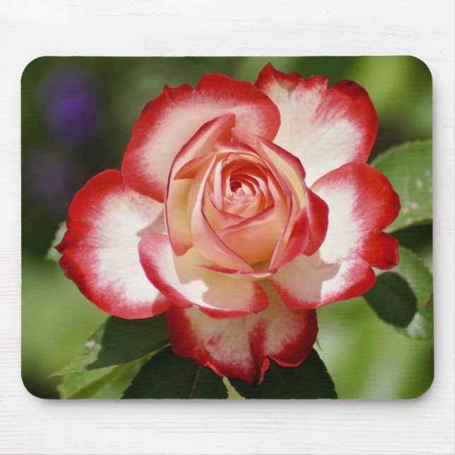 Schöne Rot-Weiß-Rose Mousepad (Vorne)
