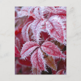Schöne rote Blätter mit spitzen Frost. Postkarte