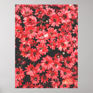 schöne rote Blume, Blume, Poster