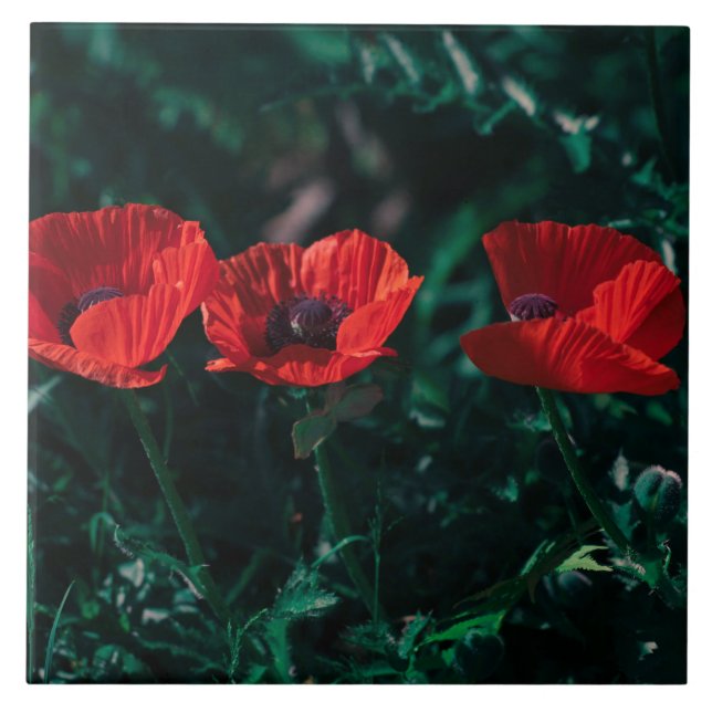Schöne Rote Drei-Poppe-Blume Fliese (Vorderseite)