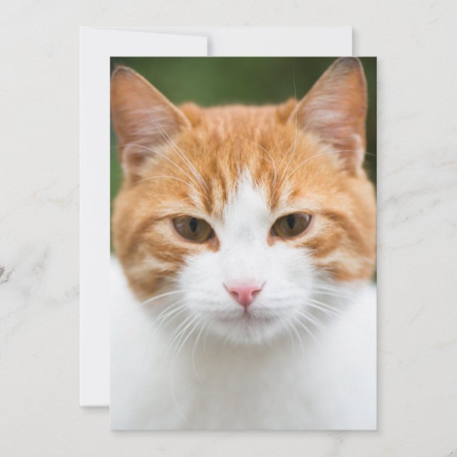 Schöne rote Katze (Vorderseite)