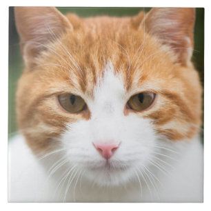 Schöne rote Katze Fliese