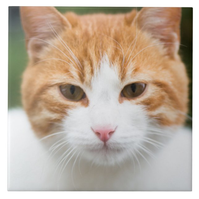 Schöne rote Katze Fliese (Vorderseite)