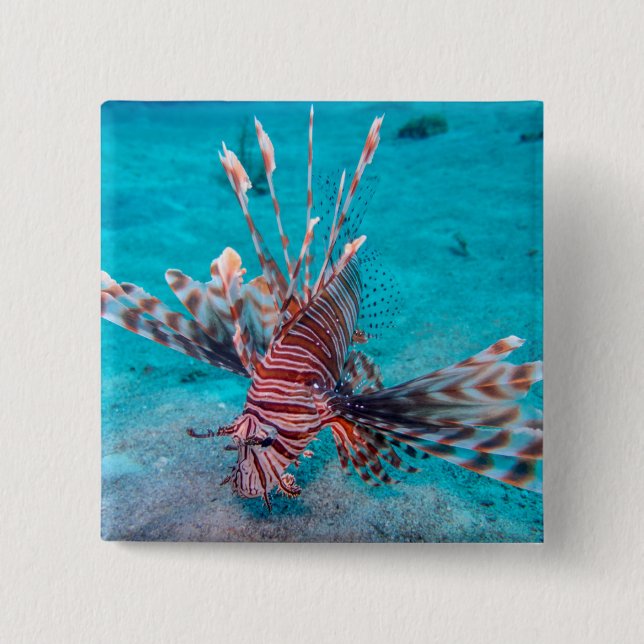 Schöne rote Löwe-Fische Button (Vorderseite)