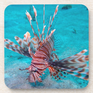 Schöne rote Löwe-Fische Untersetzer
