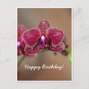 Schöne Rote Orchidee Postkarte