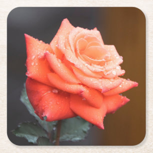 Schöne rote / Pfirsich-Rosenblüte mit Wassertropfe Rechteckiger Pappuntersetzer