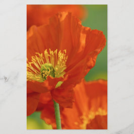 Schöne rote Poppy Briefpapier