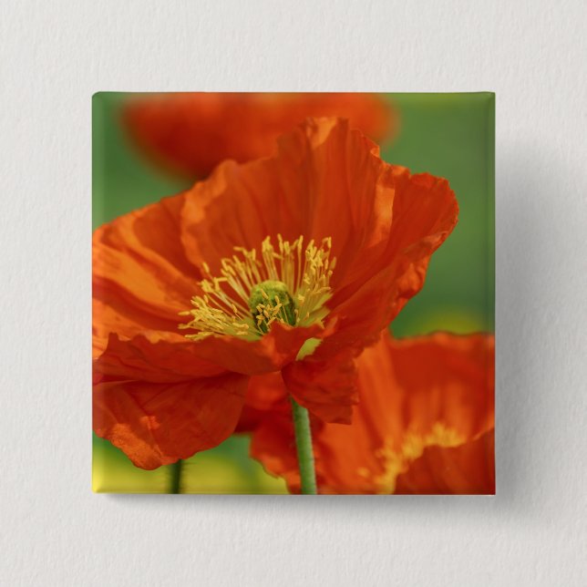 Schöne rote Poppy Button (Vorderseite)