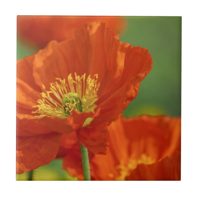 Schöne rote Poppy Fliese (Vorderseite)