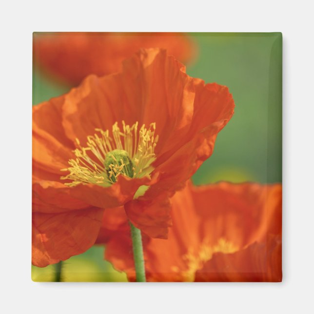 Schöne rote Poppy Magnet (Vorne)