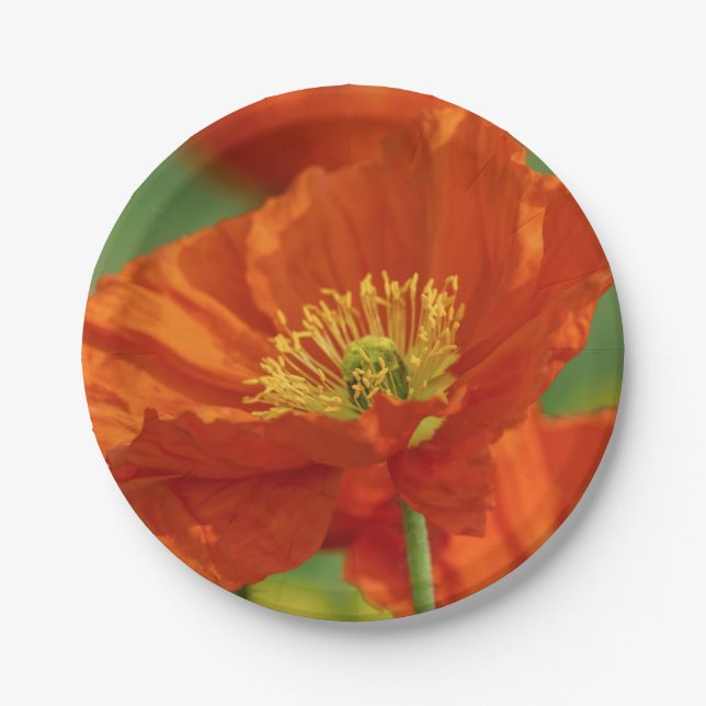 Schöne rote Poppy Pappteller (Vorderseite)