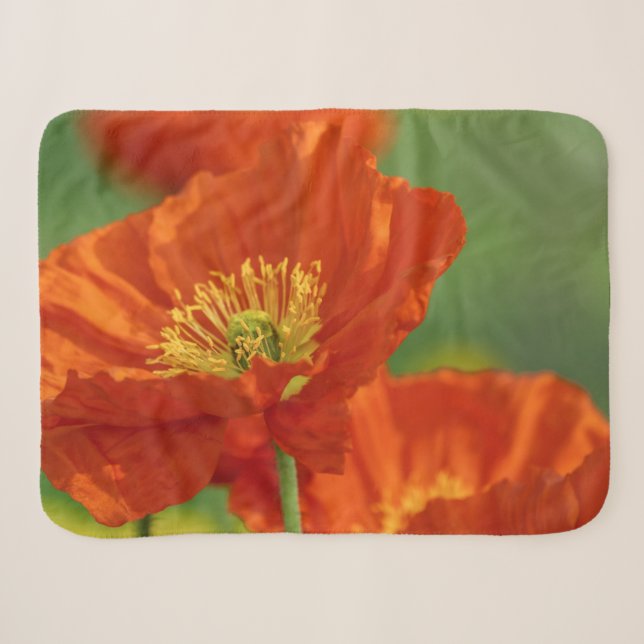 Schöne rote Poppy Sherpadecke (Vorderseite (Horizontal))