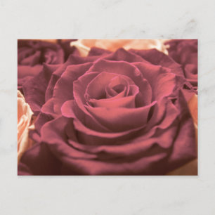 Schöne rote rosa Rosen Blumen Foto romantisch re Postkarte