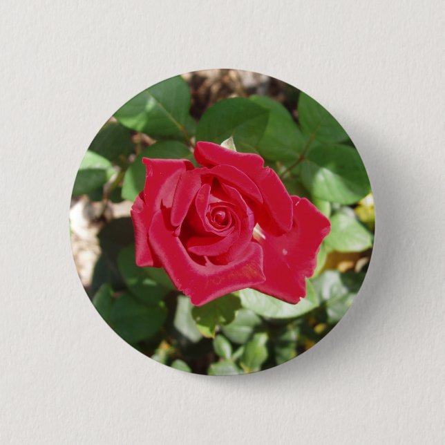 Schöne Rote Rose Button (Vorderseite)